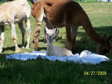 2009 male cria